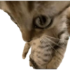 Jejeje  14