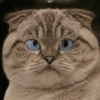 Gatos 9