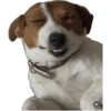 Reações Jack Russell terrier 7
