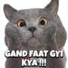 Cats 6