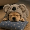 🐕Perros muy funny Dogs 🐶😂 17