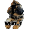 Dog love 7