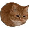 Kucing Oren imoet  11