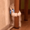 Прячущийся и плачущий котенок