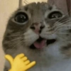 Kitten Mix 13 👅