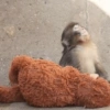 Monito Punch y su peluche🐵🧸✨ 9