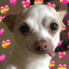 Cachorro Fofo com Corações Rosa