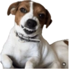 Reações Jack Russell terrier 9