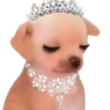 Doggies Moods 6