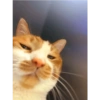 Cute cat / kucing lucu 13