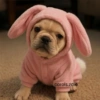 🐕Perros muy funny Dogs 🐶😂 11