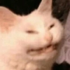 GATINHOS  7