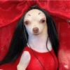 Perritos Elegantes 🍑🍷 13