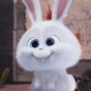 Bunny kelinci 16