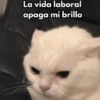 💬Gatos con Frases 🪂💬 12