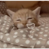 Kucing meme 7