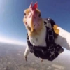Sky Diver Bird