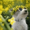 🌻 Flores amarillas 💐perros 2🐕 14