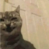 GATINHOS  12