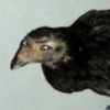 Side-Eye Crow