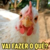 GALINHAS DEBOCHADAS 🐔 12