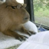 Rato de Biblioteca