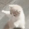 🧿Gatos 🐈🐱 28
