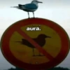 Aura Bird