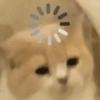 🧿Gatos 🐈🐱 26