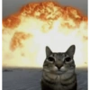 Cat meme funny 10