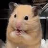 🐹•💕Hámster Moods💕•🐹 6