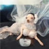 Perritos Elegantes 🍑🍷 5