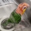 Spin Chick