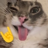Rigby the Cat🐱🤪✨ 8