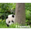 Pandacomics 9