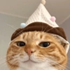 🧿Gatos 🐈🐱 16