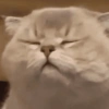 🧿Gatos 🐈🐱 5
