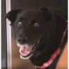Animales divertidos 2 8