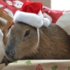 Presente de Natal