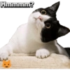 Kucing 15