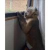 Monkey Mood 10