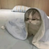 Gatitos Memes😺✨💕16 9