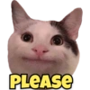 Funny Cats 8