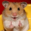 🐹•💕Hámster Moods💕•🐹 11