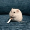 🐹•💕Hámster Moods💕•🐹 9