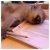 Monkey Mood 22