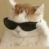 GATINHOS  14