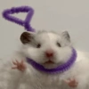 🐹•💕Hámster Moods💕•🐹 15