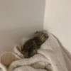 Gatitos triste 🥺 10