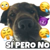 PERRITO CUTE 6